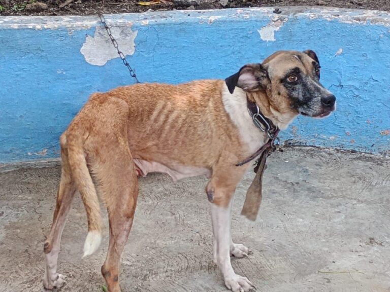 Caminata-canina-para-evitar-maltrato-y-promover-respeto-a-animales-768x576