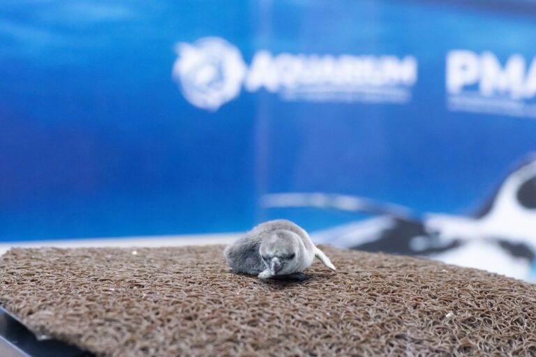 El Aquarium de Veracruz da la bienvenida a un nuevo integrante
